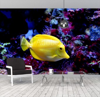 Picture of The yellow tangZebrasoma flavescensis a saltwater fish of the family AcanthuridaeIt is one of  popular aquarium fishYellow tangs can be bred and raised commercially but are mostly harvested wild